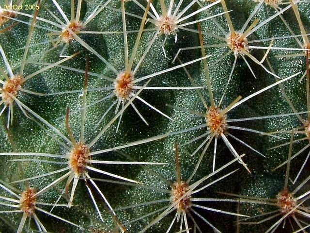 Rebutia _buiningiana _WR220_ 05